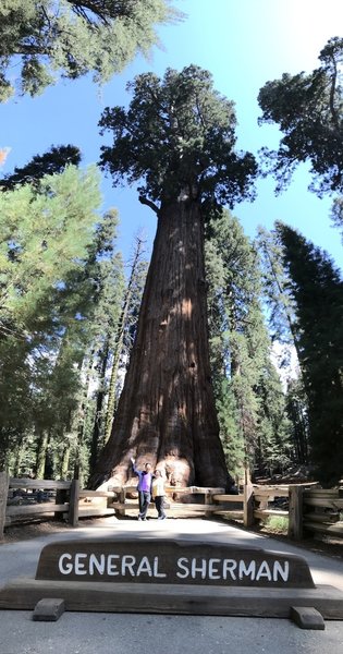 General Sherman, biggest tree on earch, Sequoia National Park.