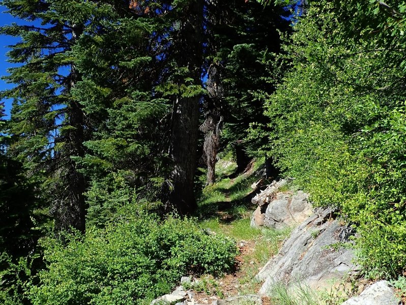 Along the Stuart Falls Trail (before the 2017 fire)