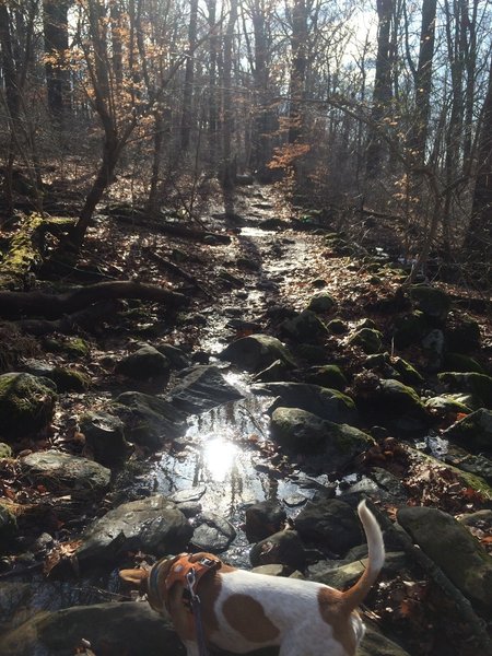 Small stream crossings with the pup, after a rainy morning.