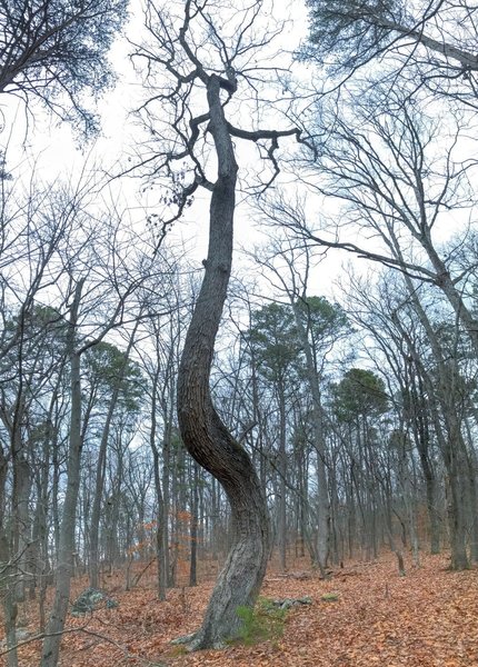 Twisted oak in winter