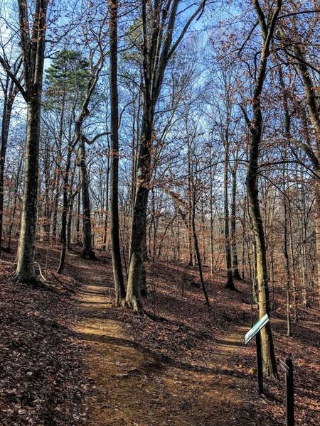 Splitting of the loop trail