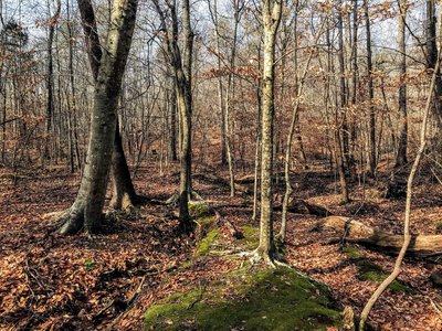 Small mossy island in a stream