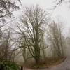 Lord Hill is full of moss-covered old growth