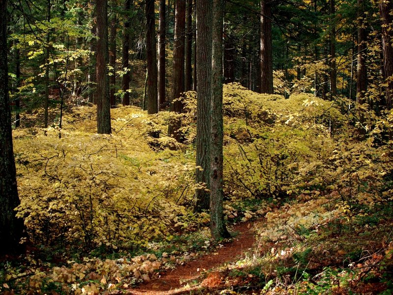 Fall colors on the Mount Defiance Trail