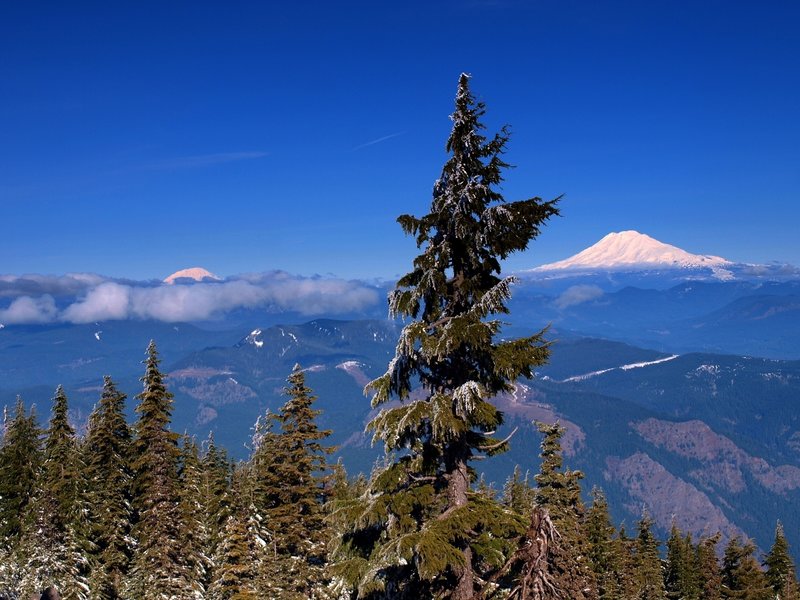 Mount Saint Helens (L) and Mount Adams (R) from Mount Defiance in winter