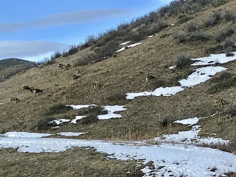 Deer grazing near the trail