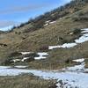 Deer grazing near the trail