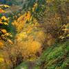 Fall on the lower Mount Defiance Trail