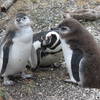 Magellanic Penguin with two baby Penguins