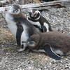 Magellanic Penguin with two baby Penguins