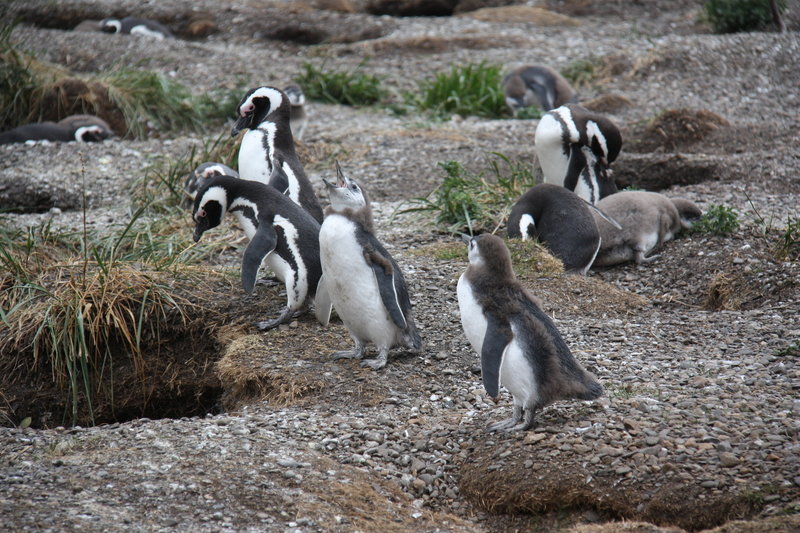 Magellanic Penguins