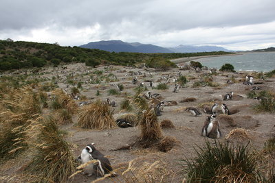 Magellanic Penguin Rookery