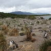 Magellanic Penguin Rookery