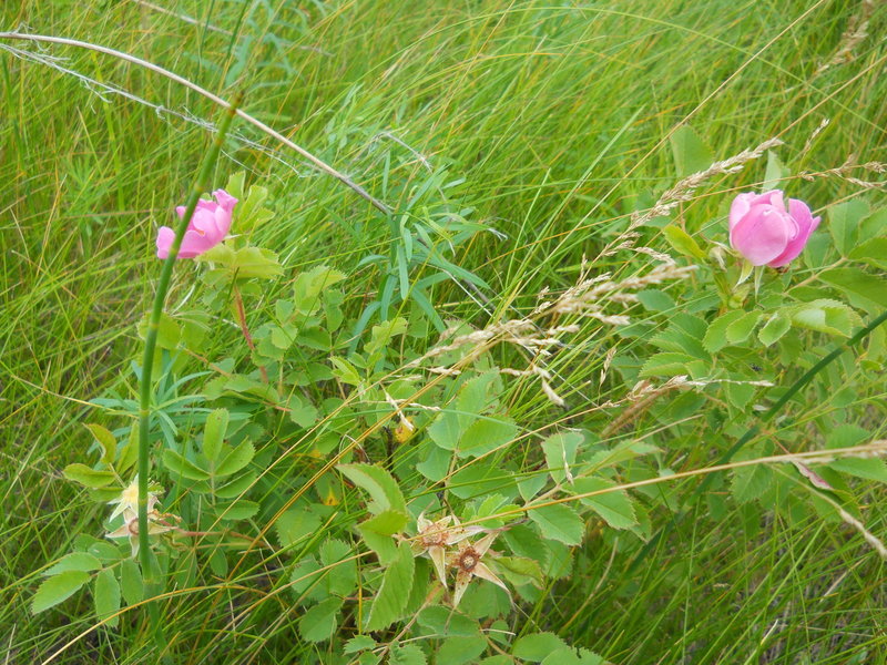 Prairie Rose