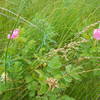 Prairie Rose