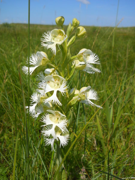 The endangered western prairie fringed orchid