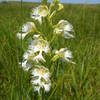 The endangered western prairie fringed orchid