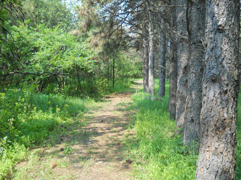 Hiking along planted Ponderosa Pines