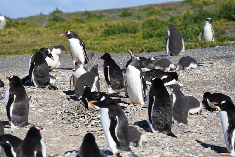 Gentoo Penguins