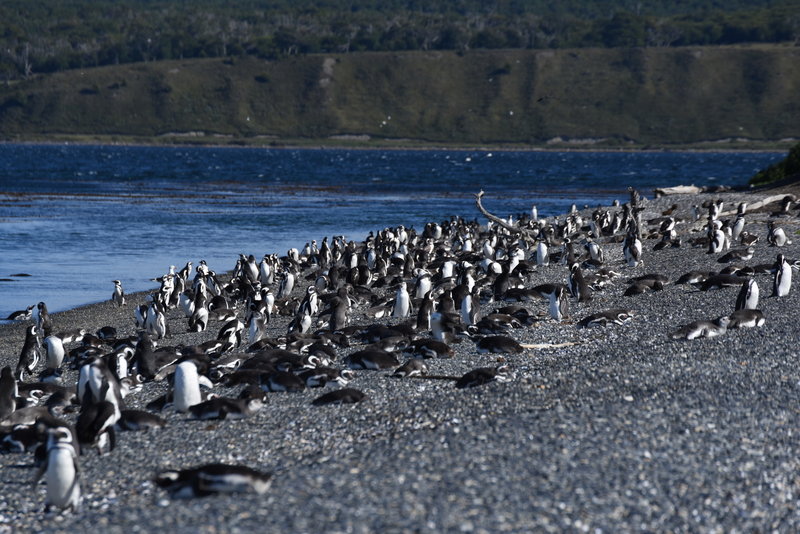 Magellanic Penguins