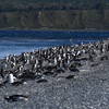 Magellanic Penguins