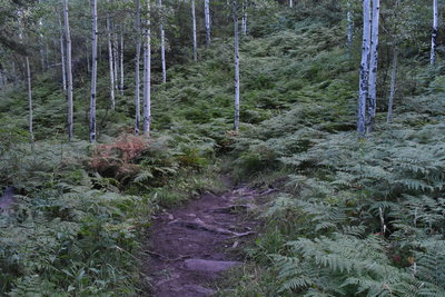 A thick undergrowth.