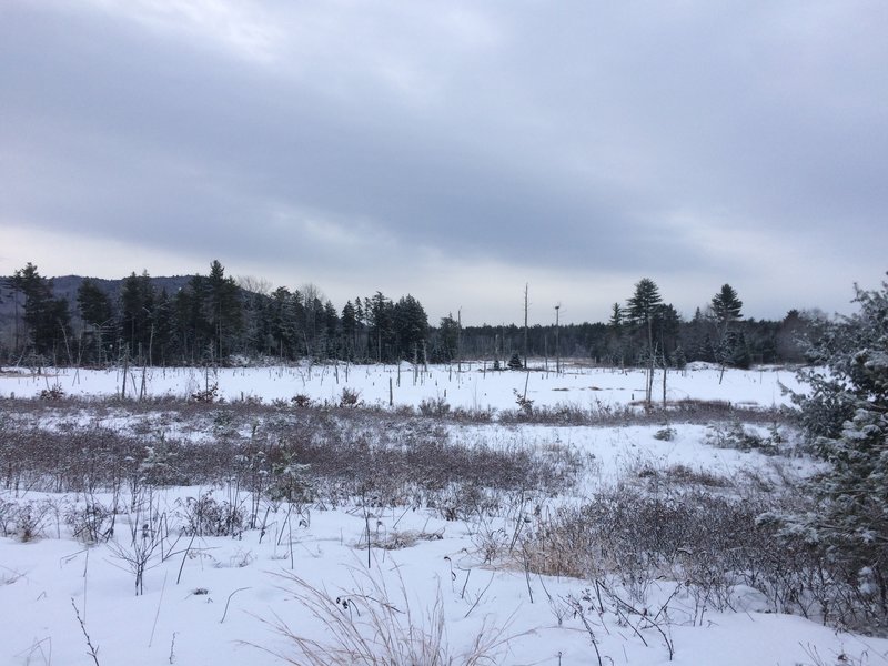 Red Brook Bog