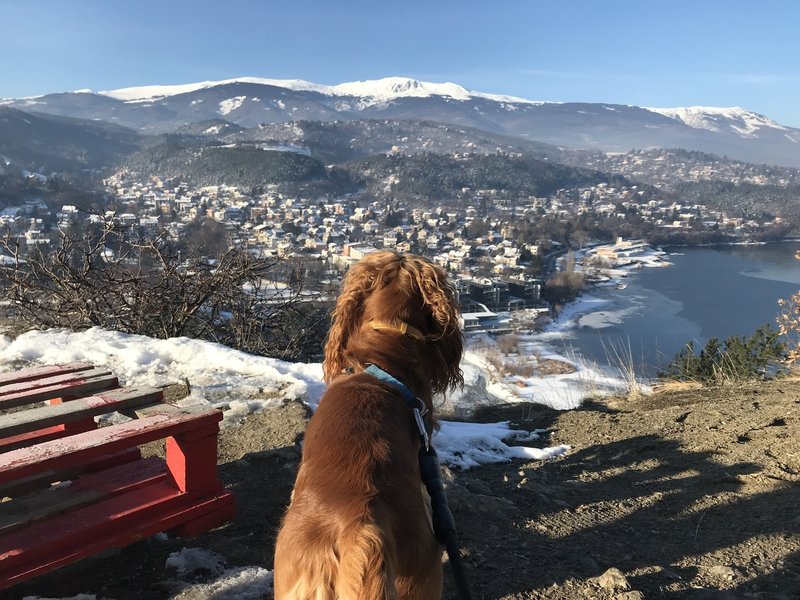 The view of Vitosha in the distace with Pancharevo below and Oliver in the foreground