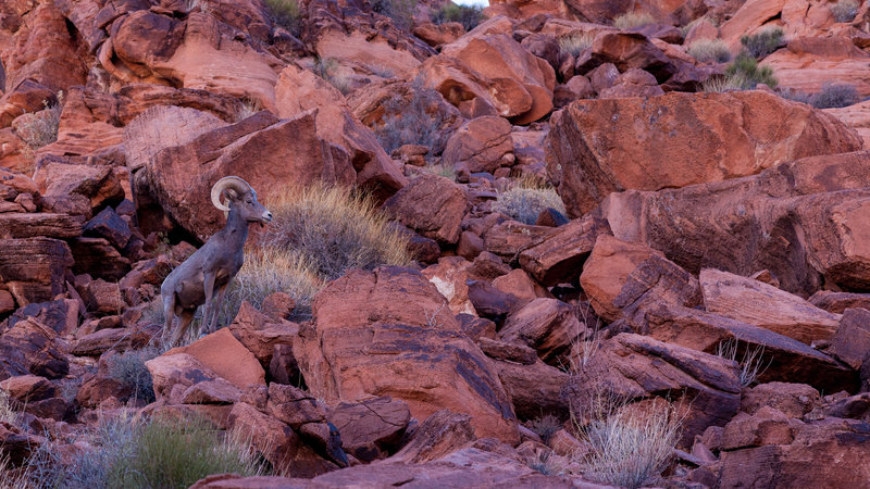 Bighorn sheep on the rocks