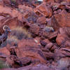 Bighorn sheep on the rocks