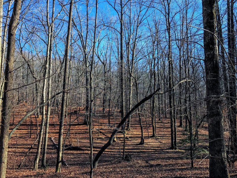 Stark winter forest at Camp 3