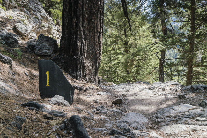 The first 5 km of the Samaria Gorge trail descend to the gorge proper through a thick forest.