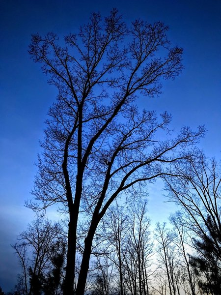 White Oak at Dusk