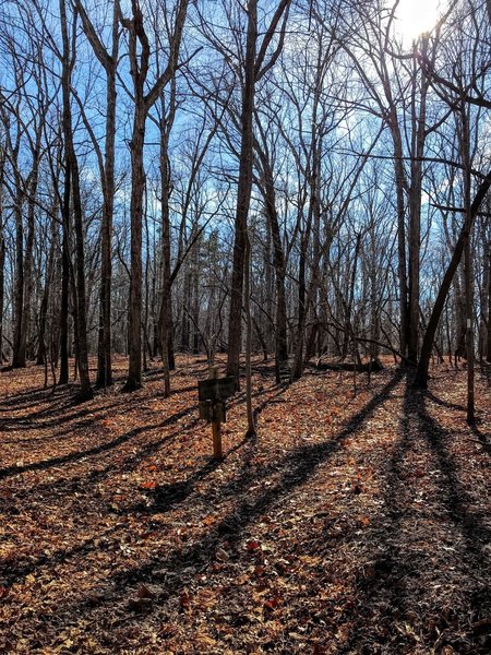 Intersection of the Camp 3 Trail