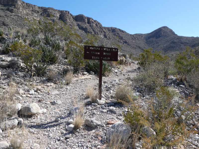 Looking east at the junction with the Marufo Vega Connector Trail.