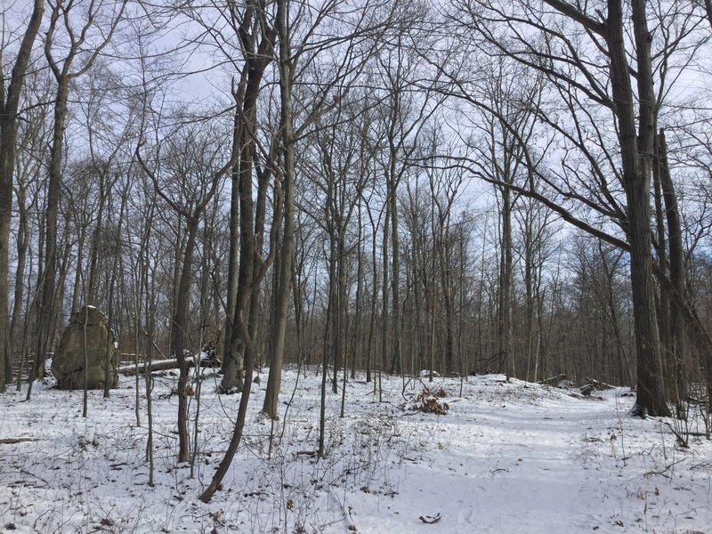 The trail through the forest.