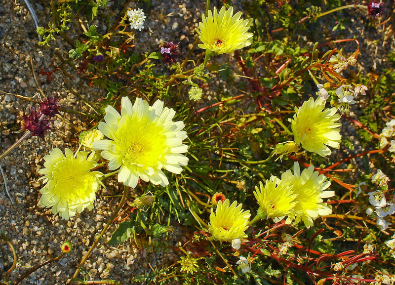 Desert dandelion (Malacothrix glabrata) in Joshua Tree