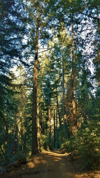 The thick sunlit forest along Flow Trail