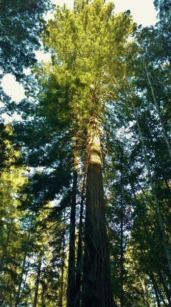 A giant old growth redwood along Tractor Trail