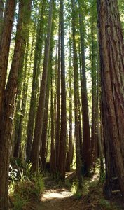Braille Trail weaves its way through a dense cluster of tall, stately redwoods