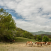 Horses in the free state in the Mugello mountains.