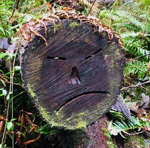 A rather gumpy log.
