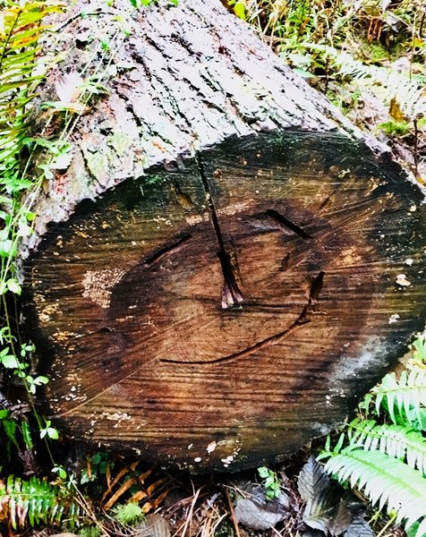 A happy log.