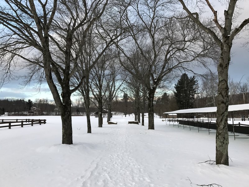 Pathway through polo fields, covered in snow.