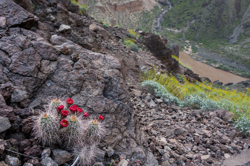 Not a lot of switchbacks, but the spring bloom helps