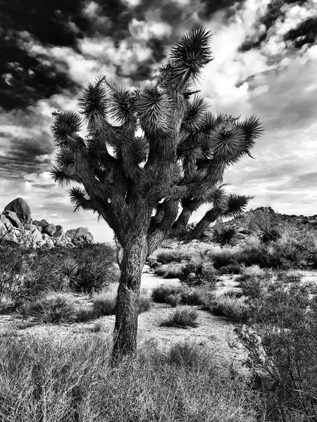 A Joshua tree in all it's splendor.