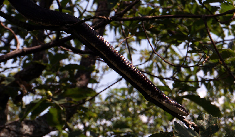 5 ft Rat Snake on a tree branch!