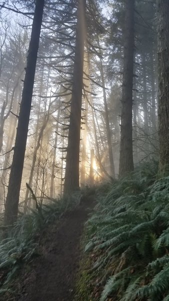 When I started up the trail, it was foggy, but as I got higher up the sun was starting to break through the fog, and as I approached the top, I was above the fog.