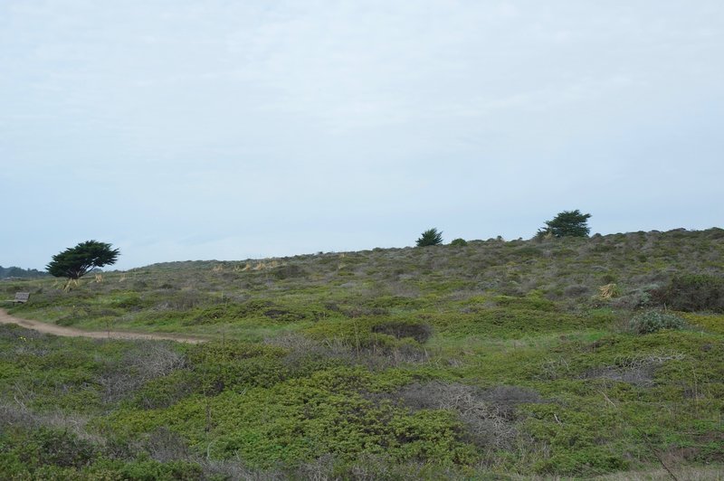 Ross' Cove Trail cuts through a windswept landscape of low shrubs and few trees.