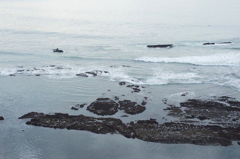 Elephant seals and birds rest on the rocks on the beach below the trail.